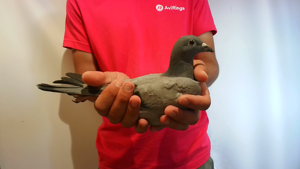 Pigeon image