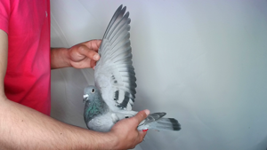 Pigeon image