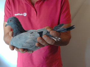 Pigeon image