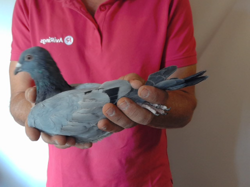 Pigeon image