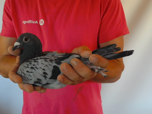 Pigeon image