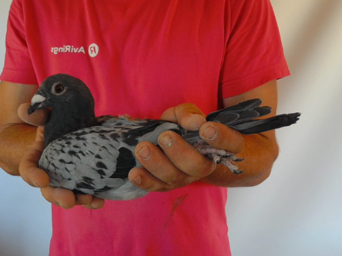 Pigeon image