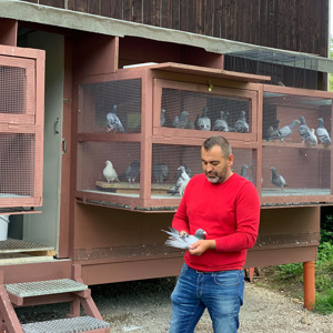 Pigeon image