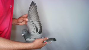Pigeon image