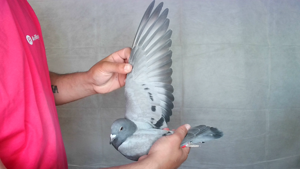 Pigeon image