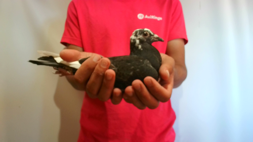 Pigeon image