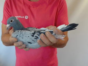 Pigeon image