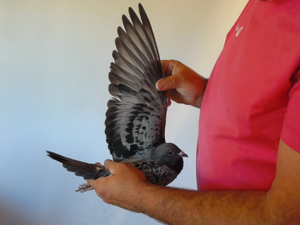 Pigeon image