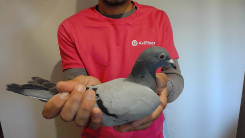 Pigeon image