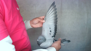 Pigeon image