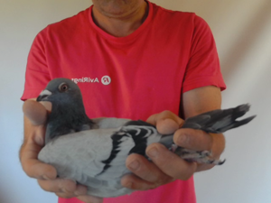 Pigeon image