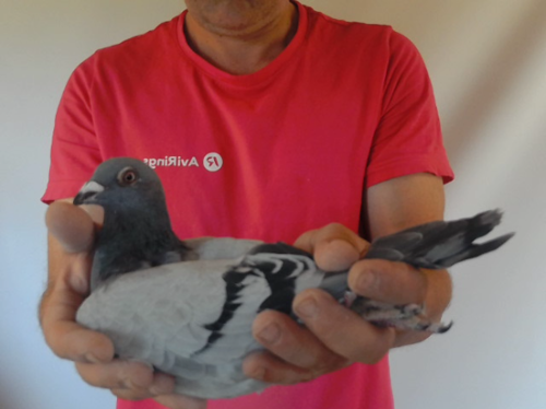 Pigeon image