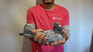 Pigeon image