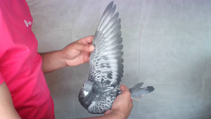 Pigeon image