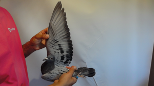 Pigeon image