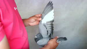 Pigeon image