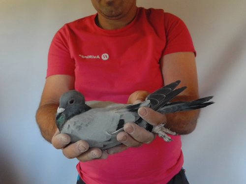 Pigeon image