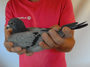Pigeon image