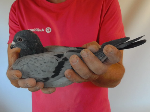 Pigeon image