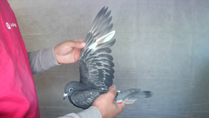 Pigeon image