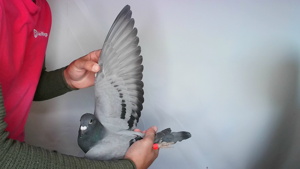 Pigeon image
