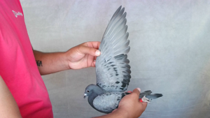 Pigeon image