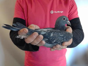 Pigeon image