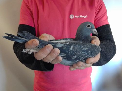 Pigeon image