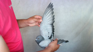 Pigeon image