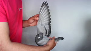 Pigeon image