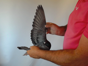 Pigeon image