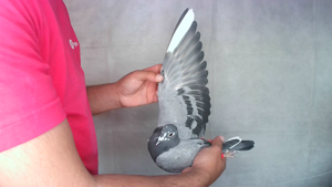 Pigeon image