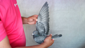 Pigeon image