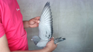 Pigeon image