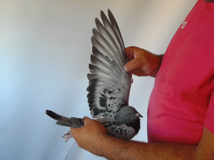 Pigeon image