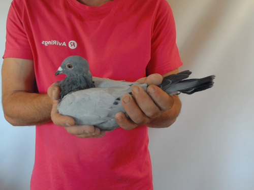 Pigeon image