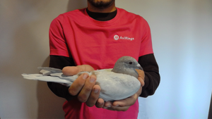 Pigeon image