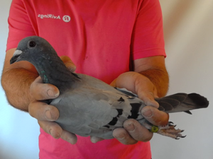 Pigeon image