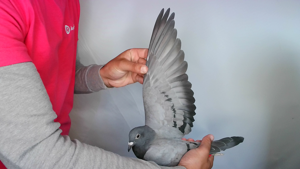 Pigeon image