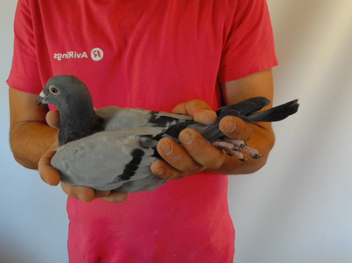 Pigeon image