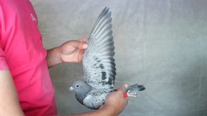 Pigeon image