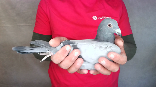 Pigeon image