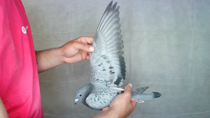Pigeon image