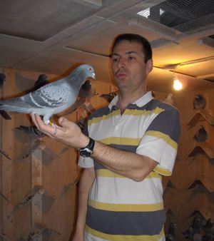 Pigeon image