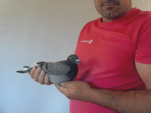 Pigeon image