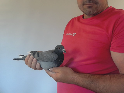 Pigeon image