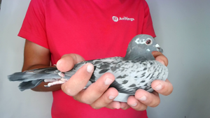 Pigeon image
