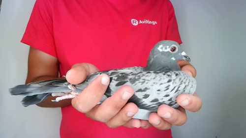 Pigeon image