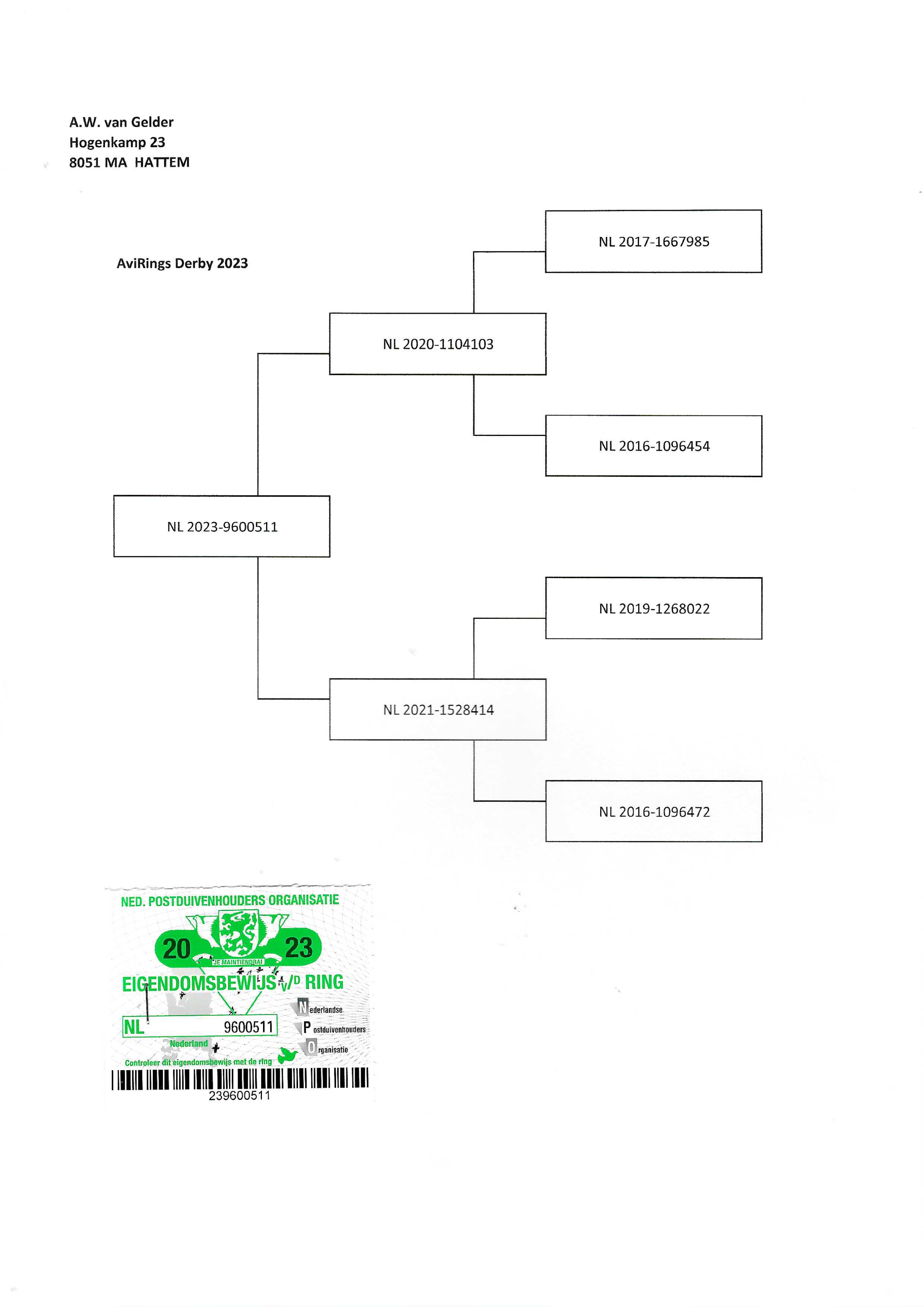 Pigeon pedigree image