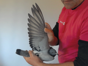 Pigeon image